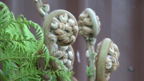 Australia-Fern-Detail