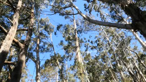 Australien-Gummibäume-Am-Pipers-Lookout-Kippen-Nach-Oben