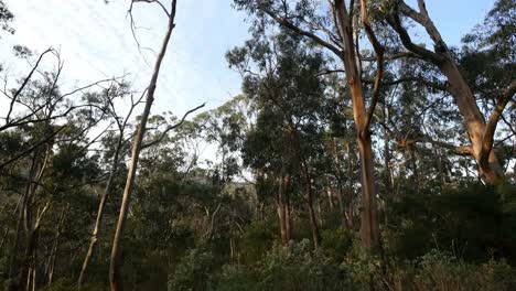 Australia-Gums-At-Kennet-Río