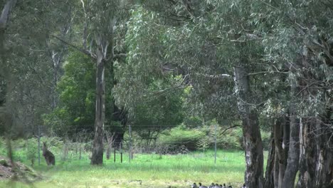 Australia-Kangaroos-Hop-Beyond-Trees