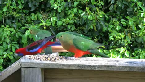 Australia-Loros-Alimentando-Rey-Loro-Macho-Y-Hembra-Volando-Alrededor