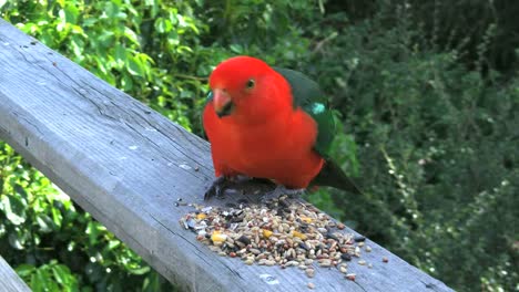 Australien-Papageien-Füttern-Königspapageienmännchen