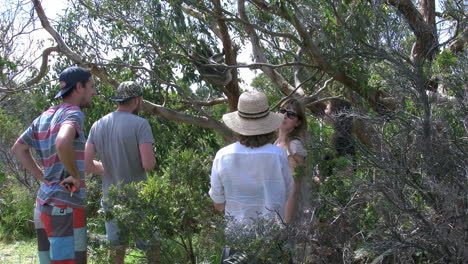 Australien-Tourist-Fotografiert-Koala-Im-Baum-In