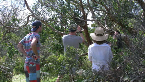 Australien-Touristen-Beobachten-Koala-Im-Baum