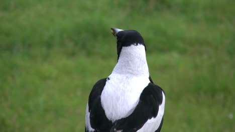 Australian-Magpie-With-Seed-Flies-Away