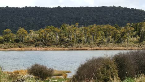 New-Zealand-Catlins-Tahakopa-River-And-Podocarp-Forest