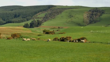 Neuseeland-Catlins-Schaf-Und-Weide