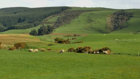 Nueva-Zelanda-Catlins-Ovejas-Y-Pastos