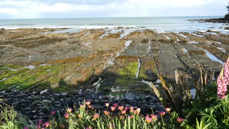 Neuseeland-Kaka-Point-Marine-Terrace.mov