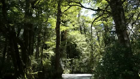 Neuseeländischer-Regenwald-Mit-Fliegenden-Wanzen-Fiordland