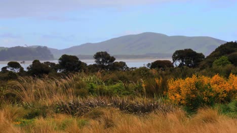 Neuseeland-Waikawa-Bay-Gras-Und-Sträucher-Im-Regen