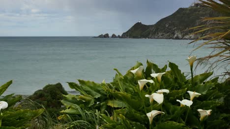 Neuseeländische-Lilien-Und-Nugget-Point-Lighthouse.mov