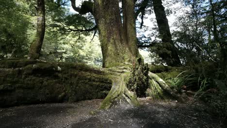 Neuseeland-Baumwurzeln-Fjordland-Nationalpark