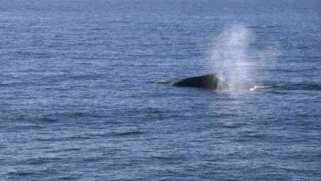 Neuseeland-Wale-Zeitlupe