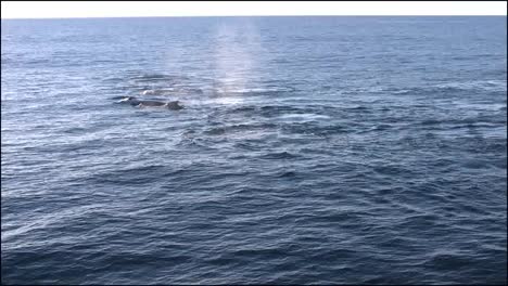 Nueva-Zelanda-Ballenas-Nadando-A-Lo-Largo-De-Acercamientos