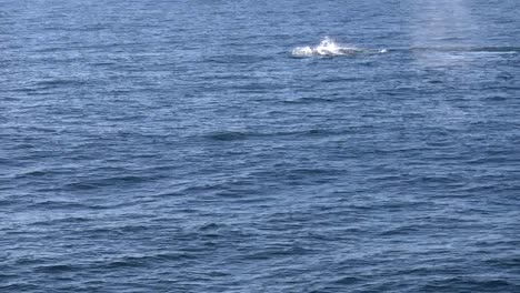Neuseelandwale-Schwimmen