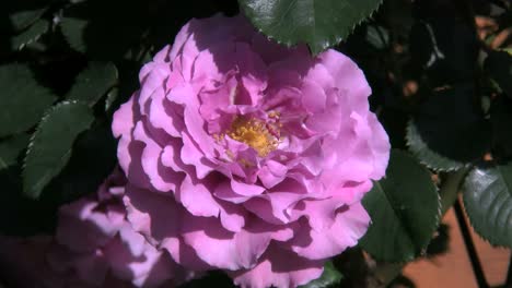 Rosa-Rose-Zittert-Im-Wind