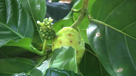 Aitutaki-Noni-Plant-Used-For-Medicine-In-Polynesia