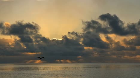 Aitutaki-Pájaro-Vuela-A-Través-De-Los-Rayos-Del-Atardecer