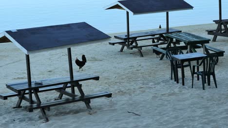 Aitutaki-Chickens-Walk-Around-Picnic-Benches