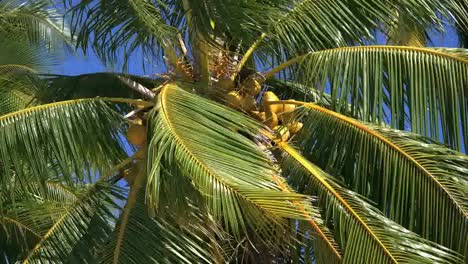 Aitutaki-Coconuts-On-Tree-With-Blowing-Fronds