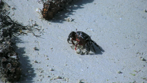 Cangrejo-Aitutaki-En-La-Arena-Usa-Garras-Para-Comer