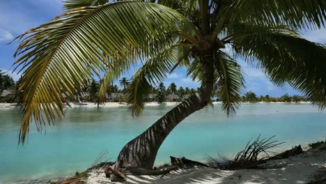 Aitutaki-Krumme-Palme-An-Der-Lagune