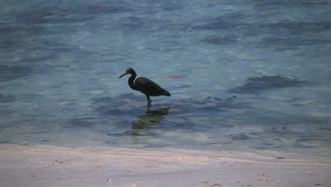 Aitutaki-Dark-Heron-Standing-In-Aqua-Water