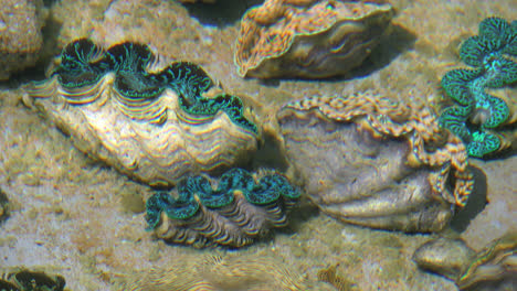 Aitutaki-Giant-Blue-Green-Giant-Clams-Under-Water