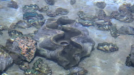 Aitutaki-Riesenmuschel