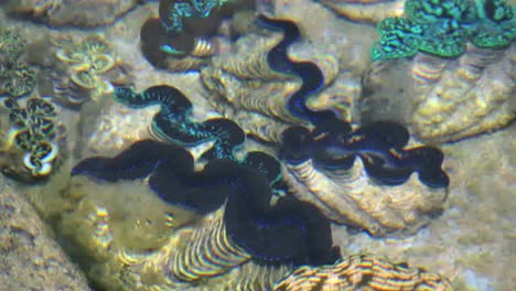 Aitutaki-Giant-Clams-With-Blue-Mantles