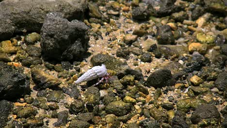 Aitutaki-Einsiedlermuschel-Auf-Felsen