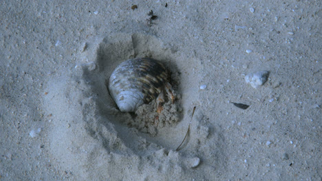 Aitutaki-Einsiedlerkrebs-Gräbt-Im-Sand