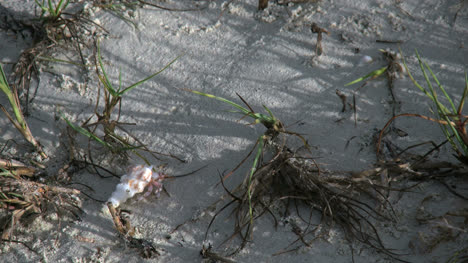 Aitutaki-Hermit-Crab-Walks-Past-Grass