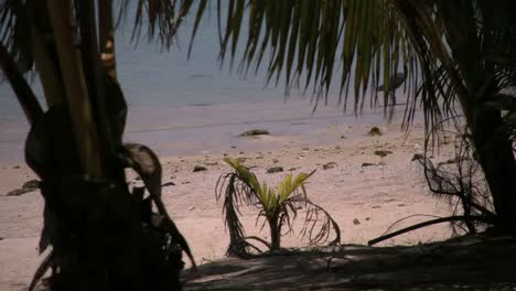 Aitutaki-Reiher-Geht-An-Palmen-Vorbei