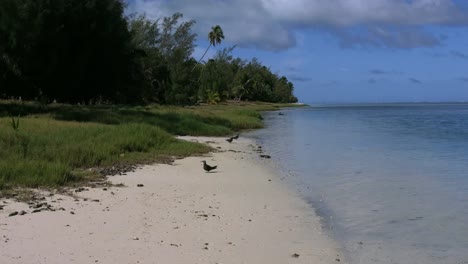 Aitutaki-Mañana-Tres-Pájaros-Están-Parados-Junto-A-La-Laguna-Y-Uno-Volando