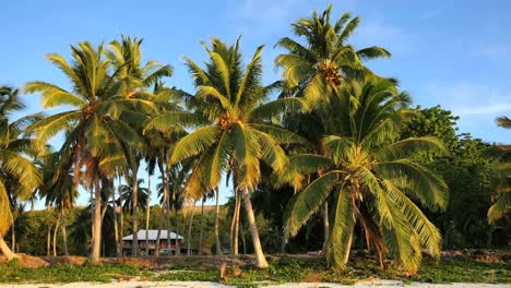 Aitutaki-Palm-Grove-And-House