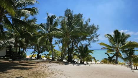 Aitutaki-Palms-By-Lagoon