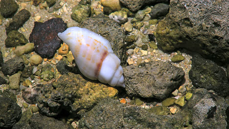 Aitutaki-Pretty-White-Shell-Lying-Amid-Dark-Rocks