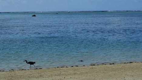 Aitutaki-Sand-And-Heron-Walking