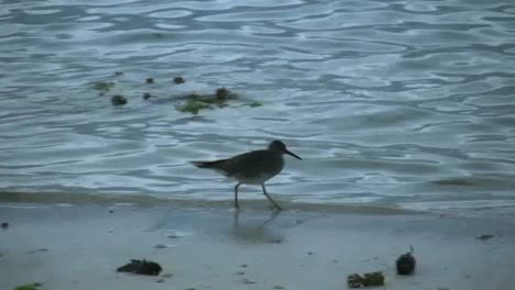 Aitutaki-Ufervogel-Am-Abend