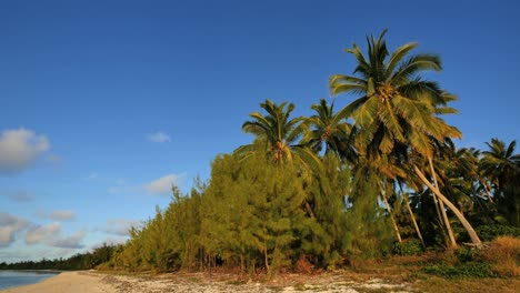 Aitutaki-Shore-Pines-And-Leaning-Palm-With-Blue-Sky