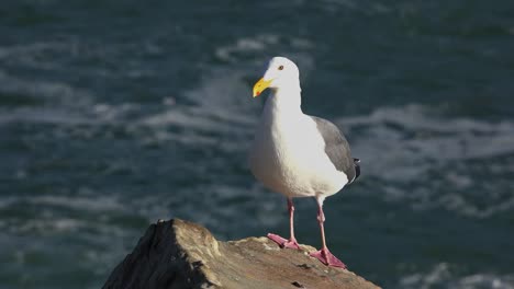 Kalifornien-Gerstle-Cove-Wellen-Und-Möwe