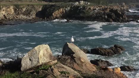 California-Gerstle-Cove-Zooms-Out-From-Sea-Gull-On-A-Rock-At-Salt-Point