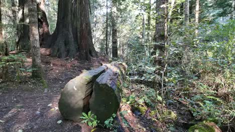Parque-Nacional-De-La-Secoya-De-California-Dama-Pájaro-Johnson-Grove-Derribado-árbol
