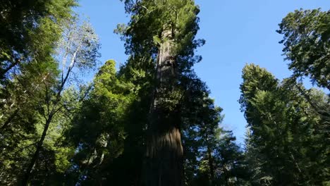 Parque-Nacional-De-La-Secoya-De-California-Inclinar-Hacia-Arriba-Gran-árbol