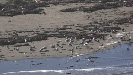 California-Salmon-Creek-Birds-On-Sand