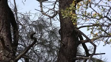 California-Woodpecker