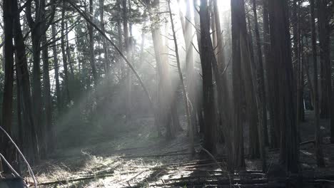 Kalifornische-Wälder-Mit-Sonnenstrahlen-Durchscheinen