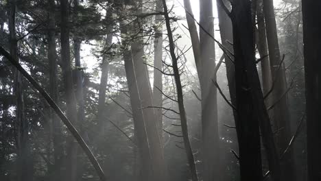 Bosque-De-California-Con-Luz-Solar